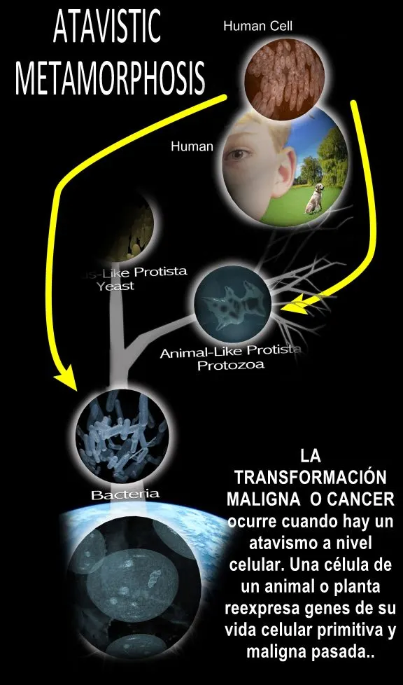 Metamorfosis atavística